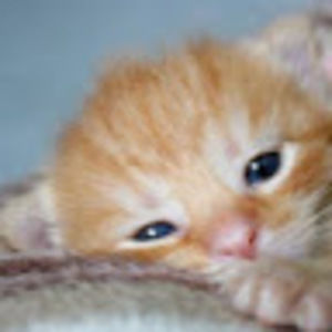 Meet your Posher, Nakera